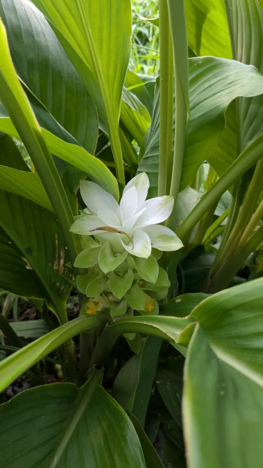 White Turmeric thumbnail 5