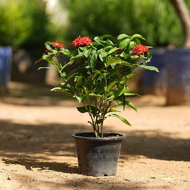 Xeroa Red Ixora Live Plant, Vibrant Red Flowering Shrub, Ideal For Gardens And Landscapes