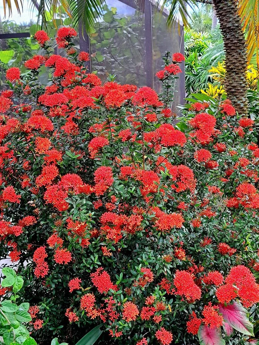 Xeroa Red Ixora Live Plant, Vibrant Red Flowering Shrub, Ideal For Gardens And Landscapes thumbnail 2