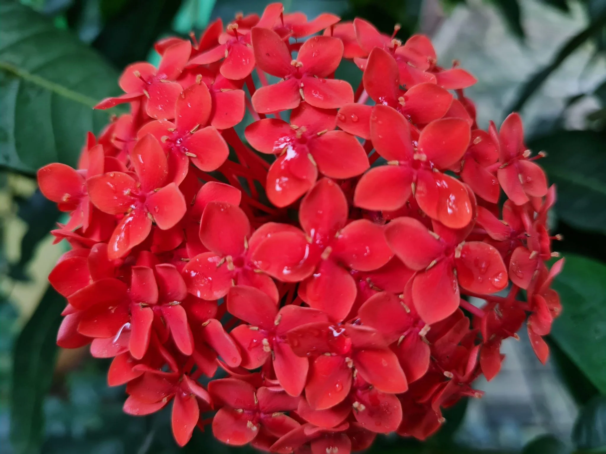 Xeroa Red Ixora Live Plant, Vibrant Red Flowering Shrub, Ideal For Gardens And Landscapes thumbnail 3