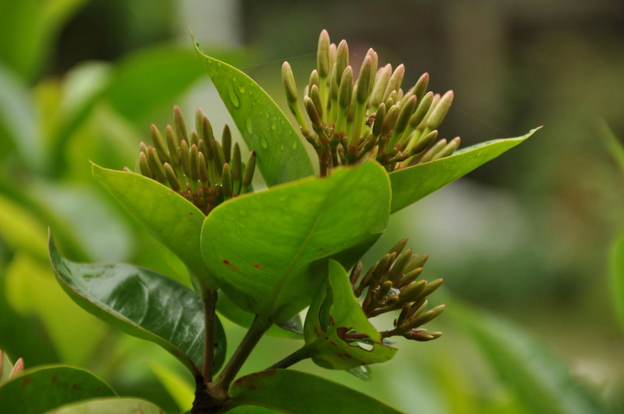 Xeroa Red Ixora Live Plant, Vibrant Red Flowering Shrub, Ideal For Gardens And Landscapes thumbnail 4