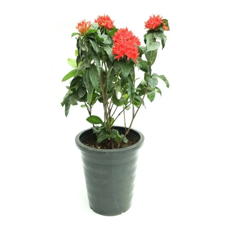 Xeroa Red Ixora Live Plant, Vibrant Red Flowering Shrub, Ideal For Gardens And Landscapes thumbnail 5