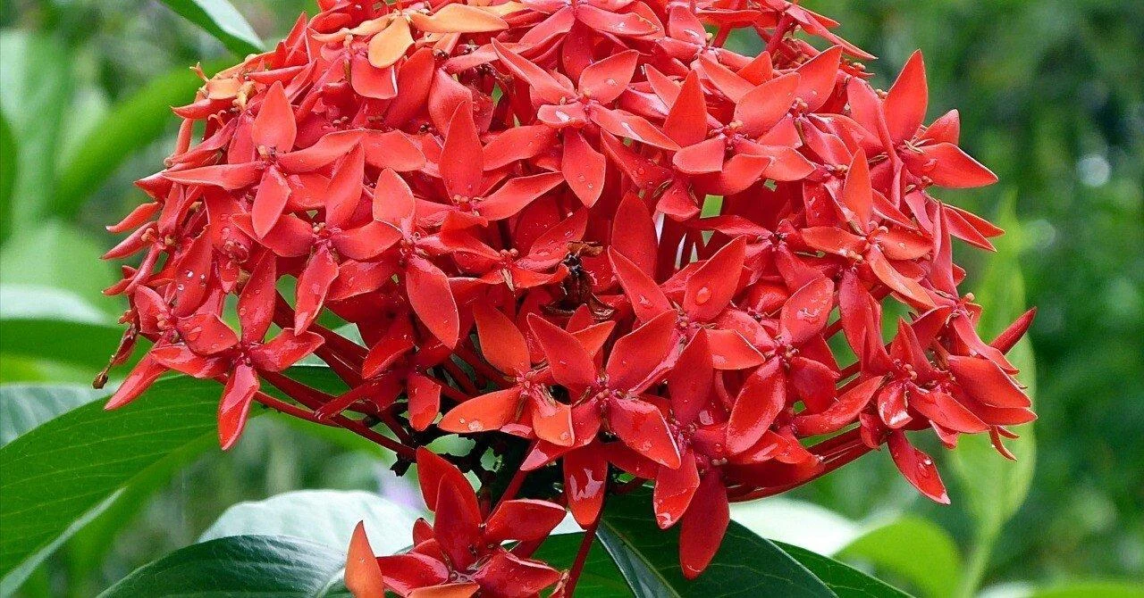 Xeroa Red Ixora Live Plant, Vibrant Red Flowering Shrub, Ideal For Gardens And Landscapes thumbnail 6