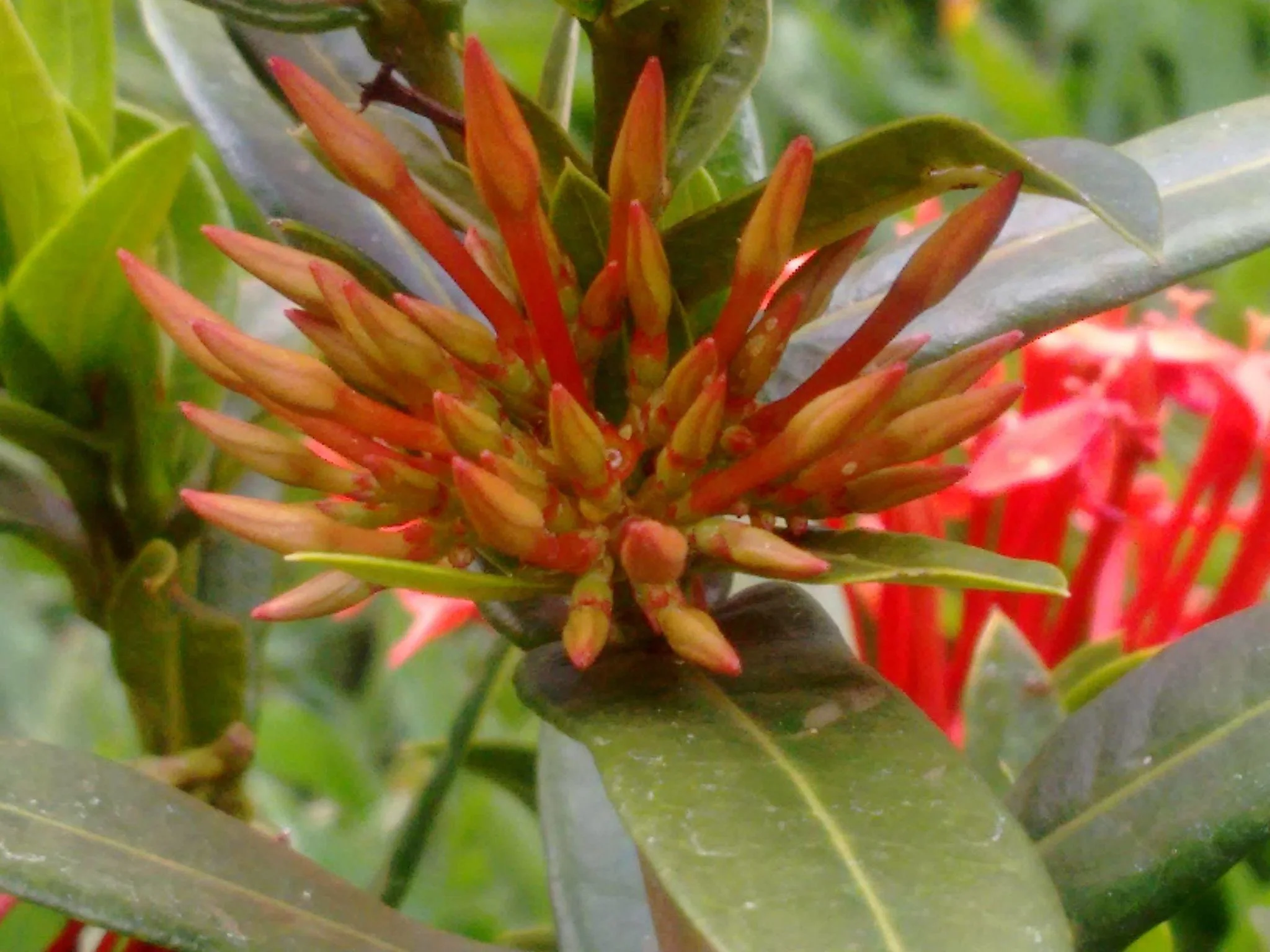 Xeroa Red Ixora Live Plant, Vibrant Red Flowering Shrub, Ideal For Gardens And Landscapes thumbnail 7
