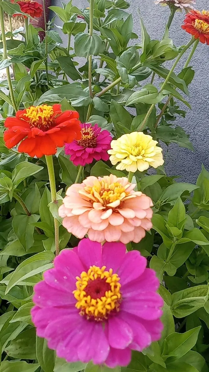 Zinnia