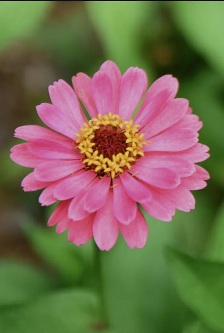 Zinnia thumbnail 2