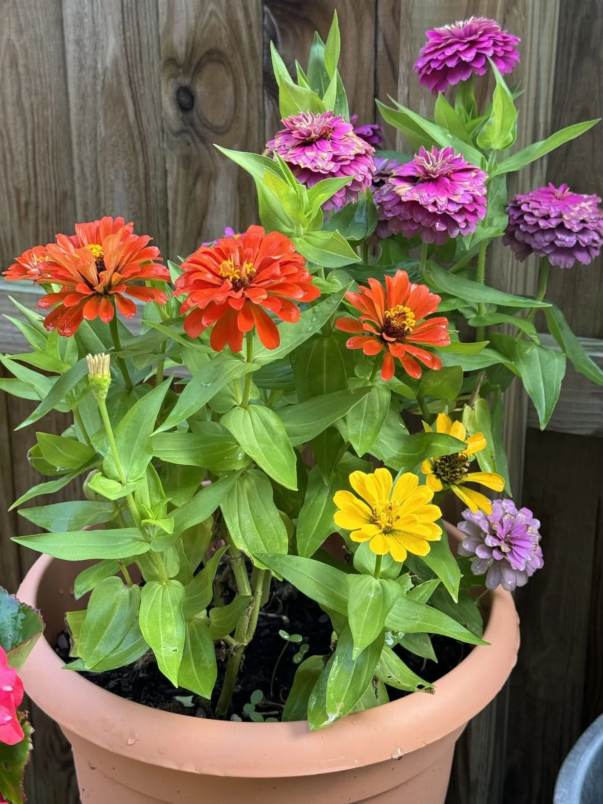 Zinnia thumbnail 4