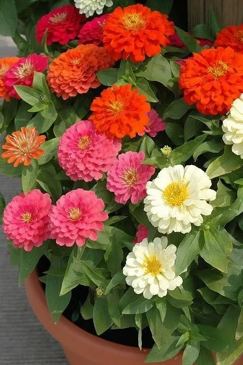 Zinnia thumbnail 5