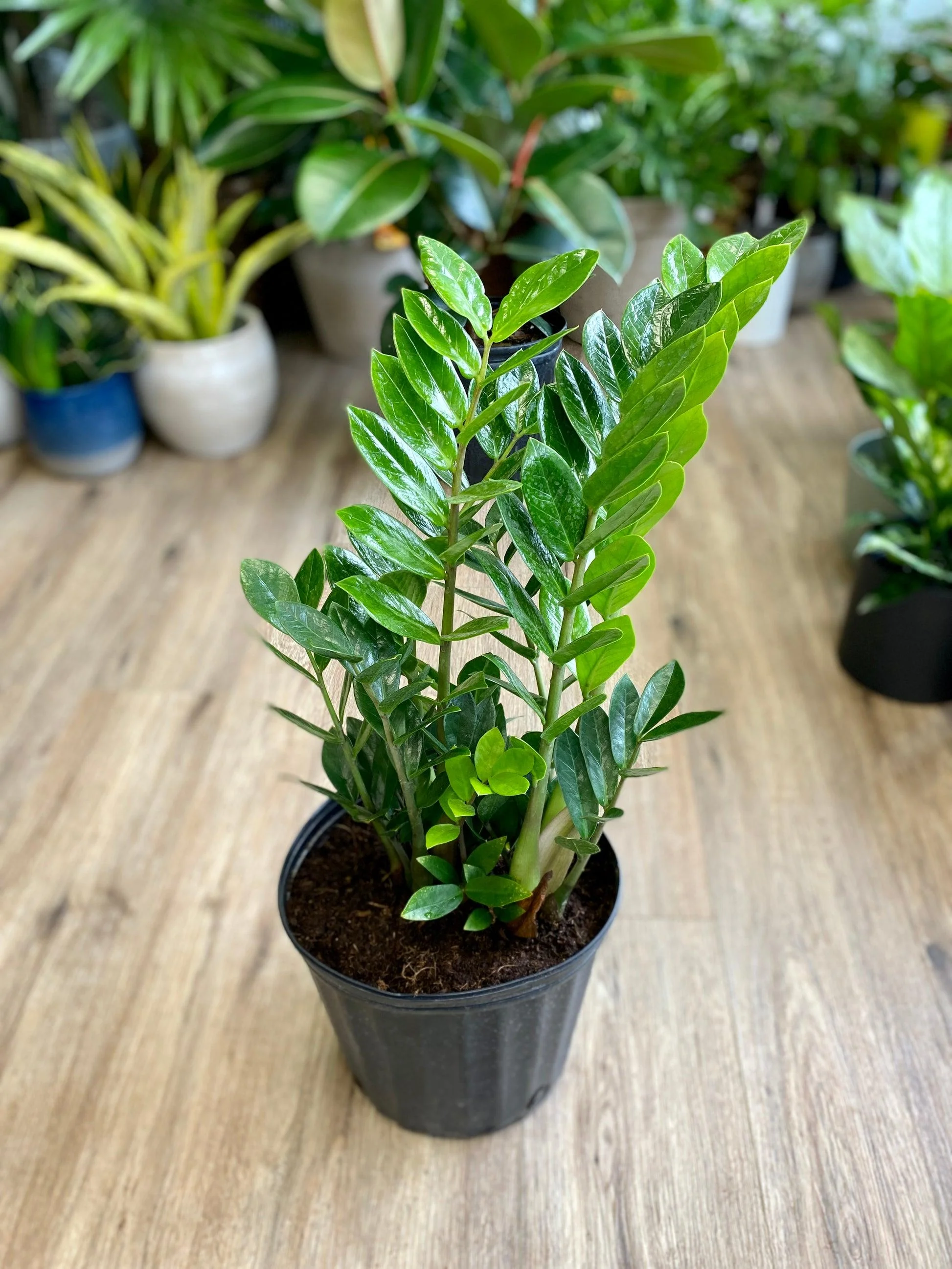 Zz Plant