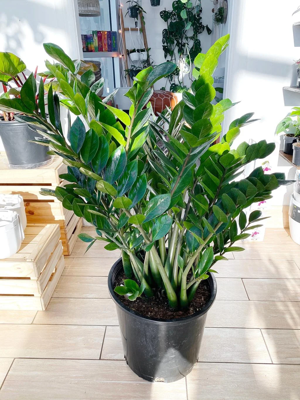 Zz Plant thumbnail 2