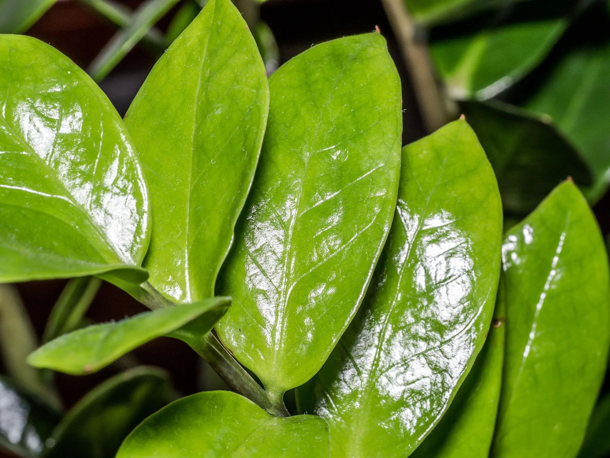 Zz Plant thumbnail 3