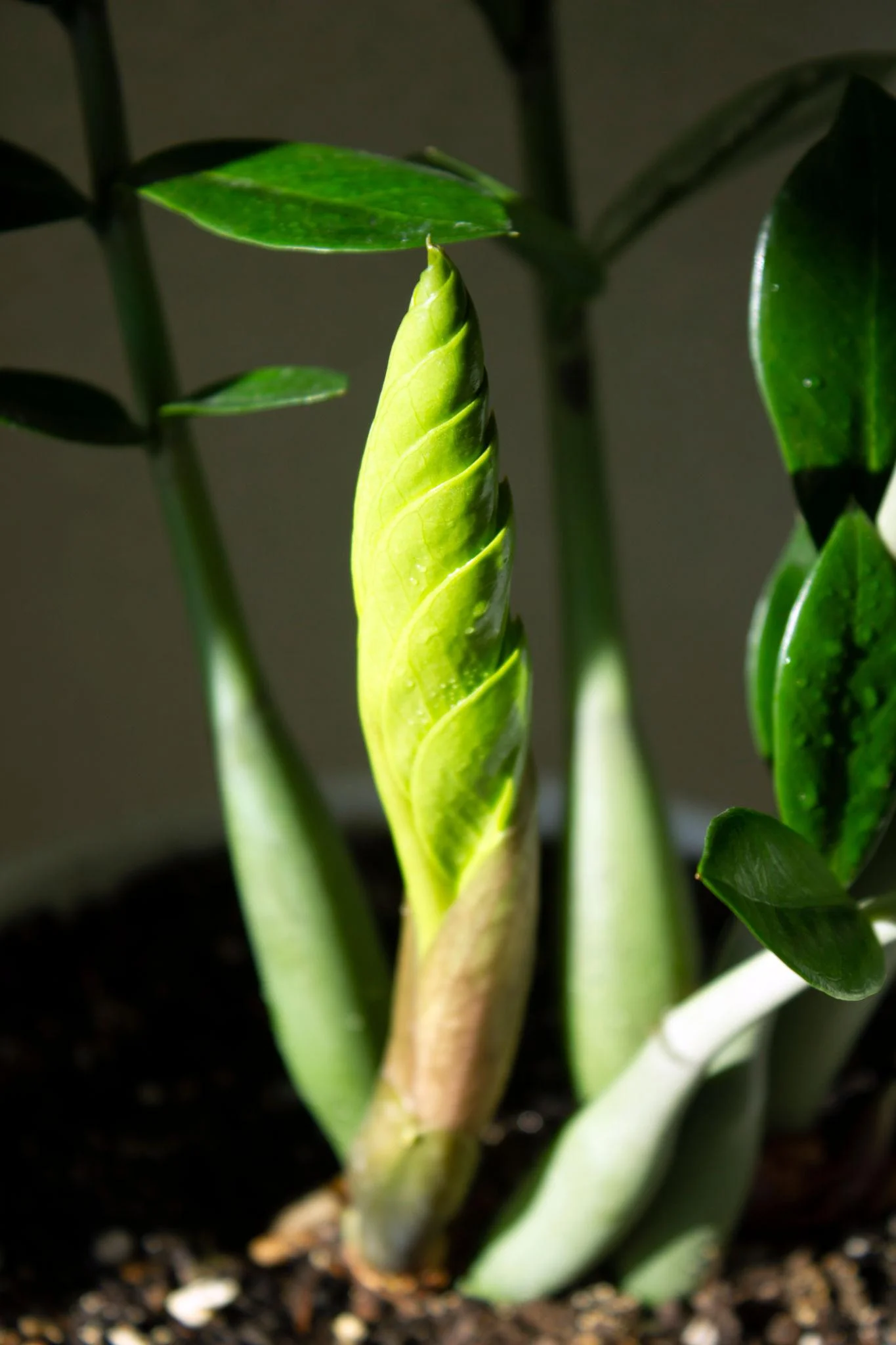 Zz Plant thumbnail 4