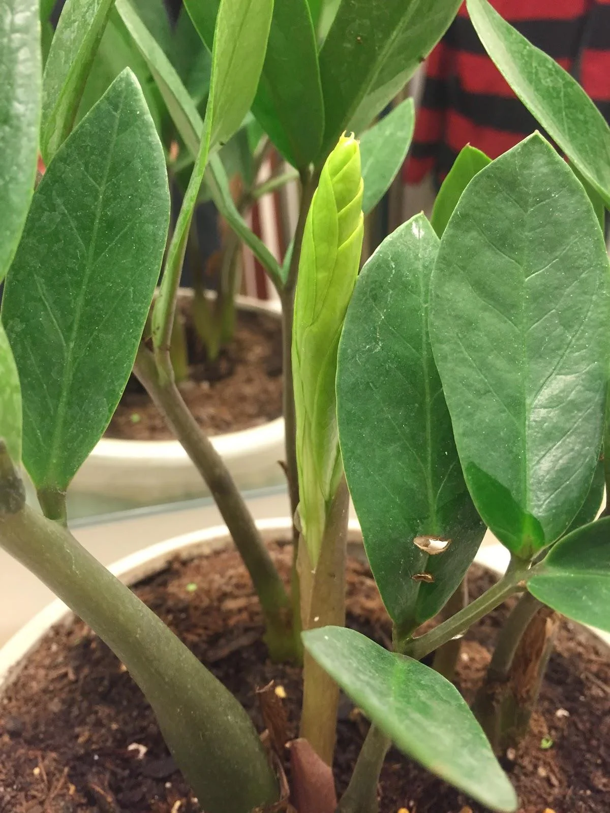 Zz Plant thumbnail 5