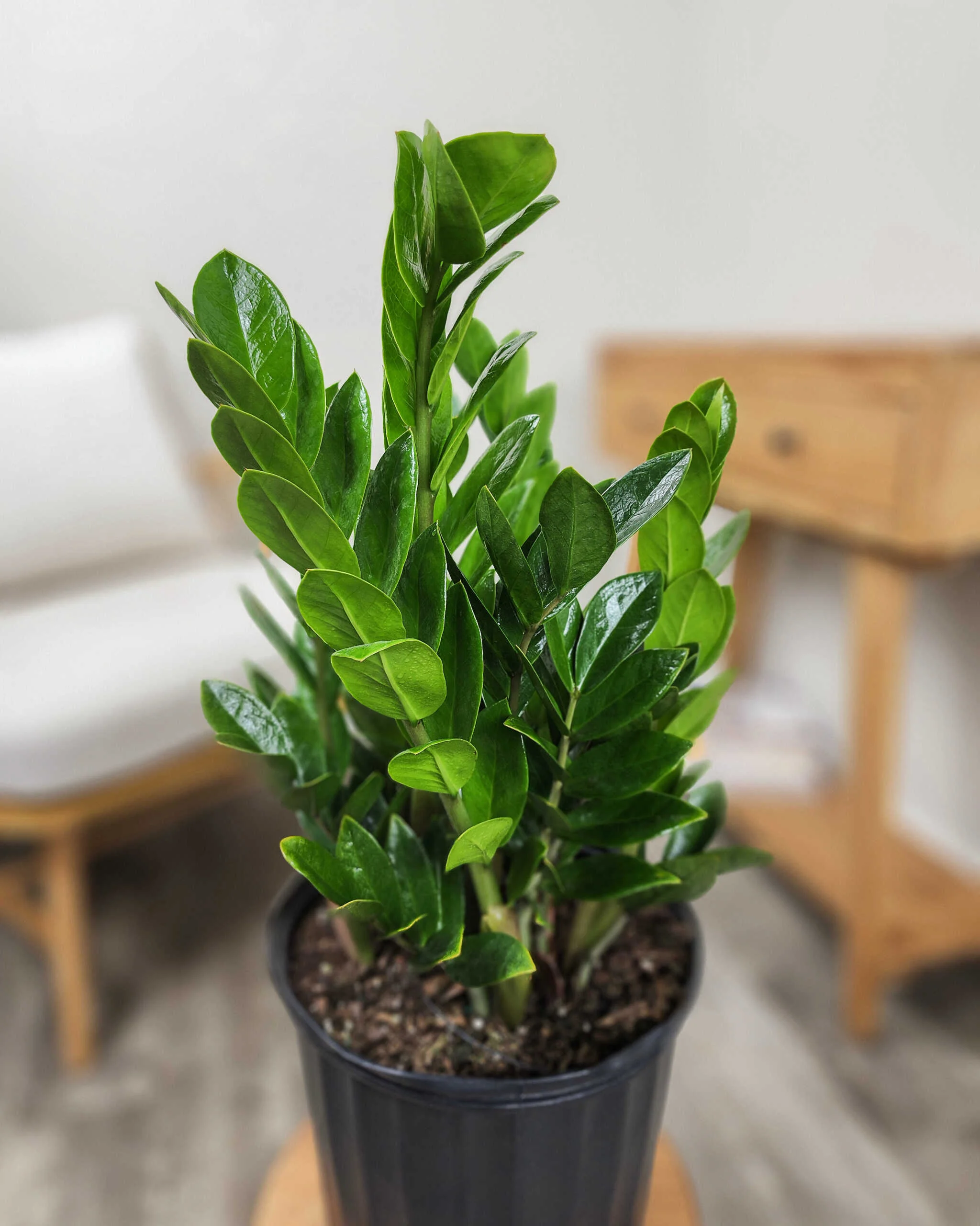 Zz Plant