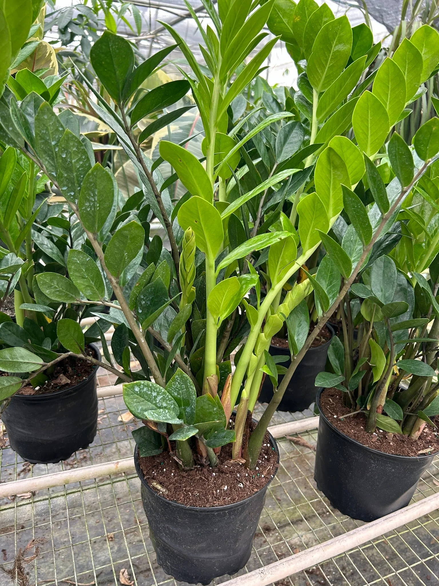 Zz Plant thumbnail 2