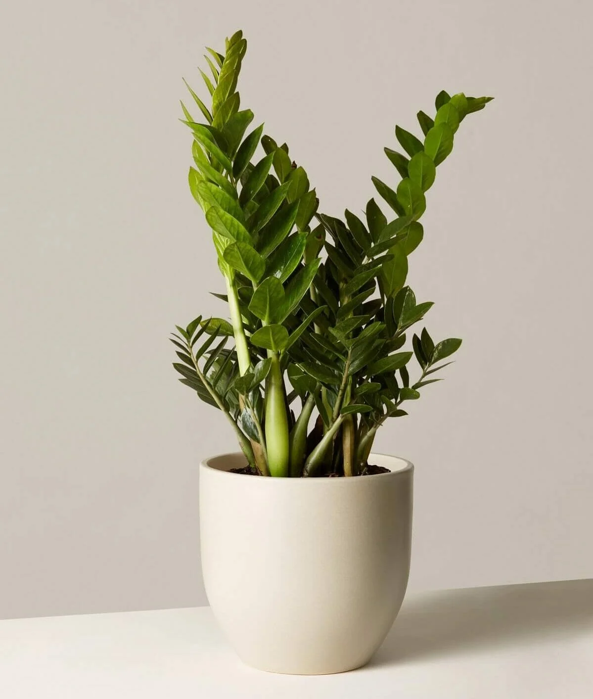 Zz Plant thumbnail 3