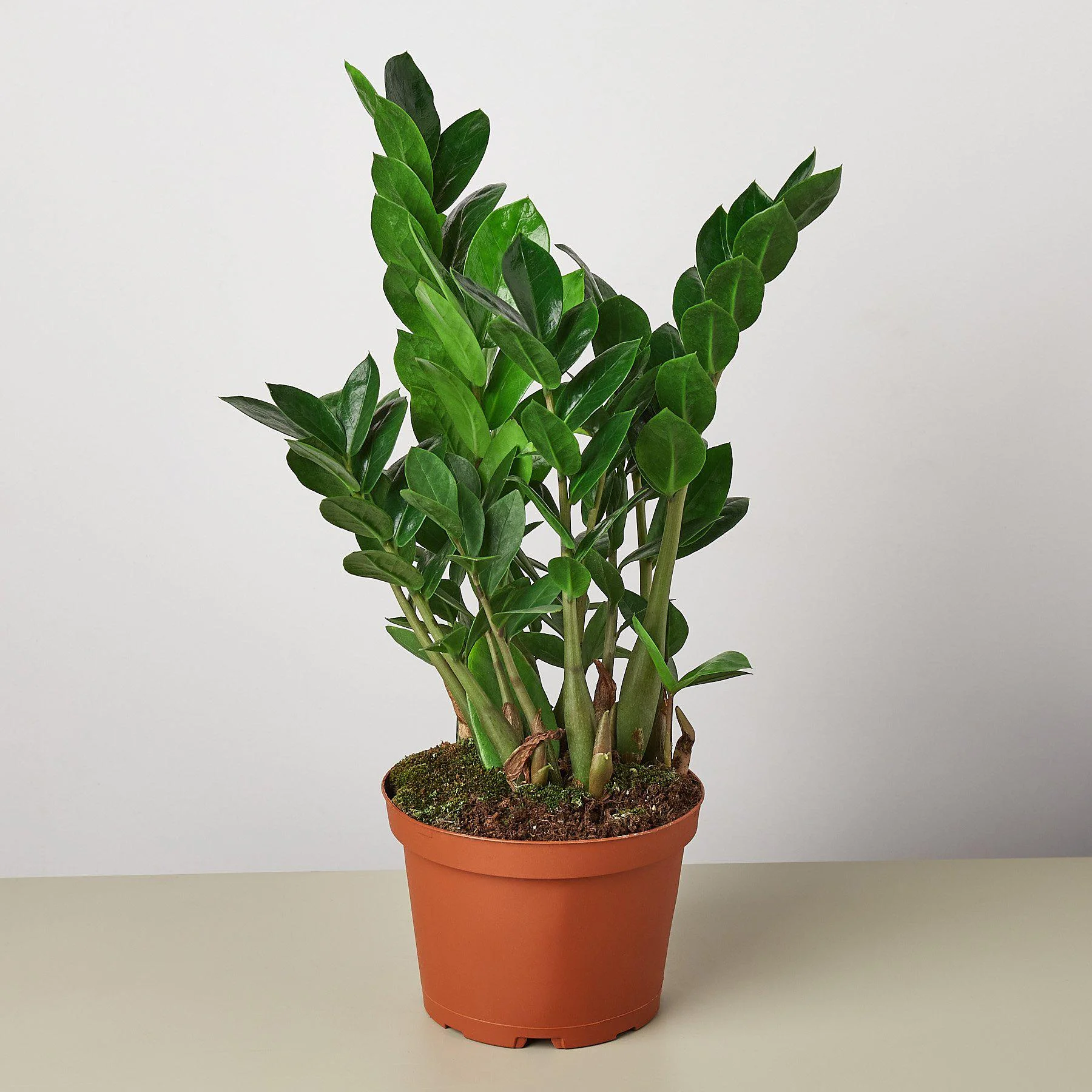 Zz Plant thumbnail 4