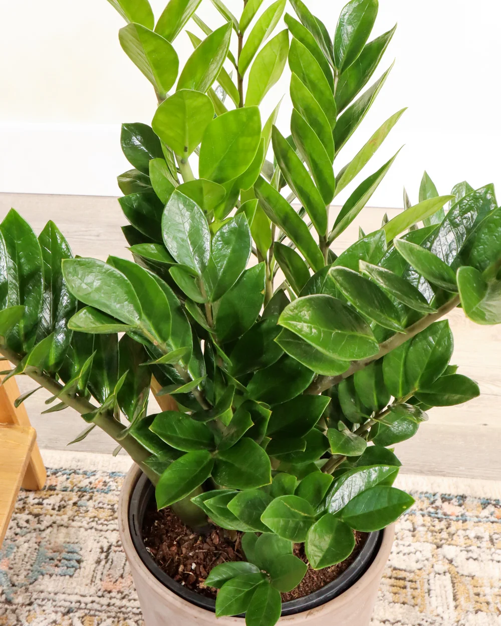 Zz Plant thumbnail 5
