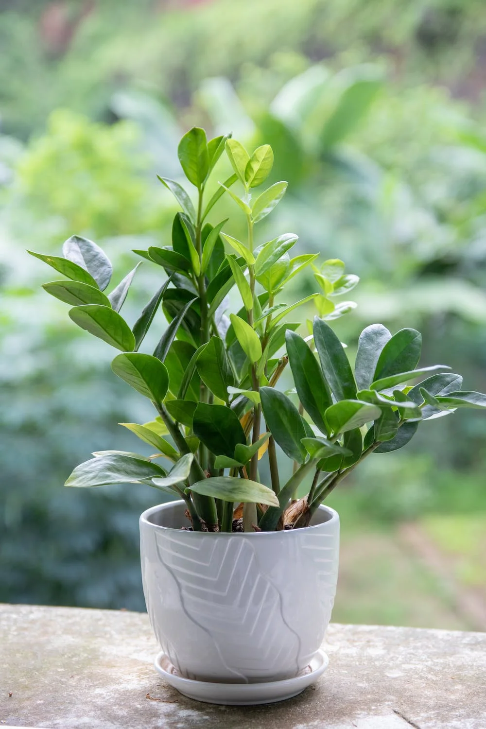 Zz Plant thumbnail 6