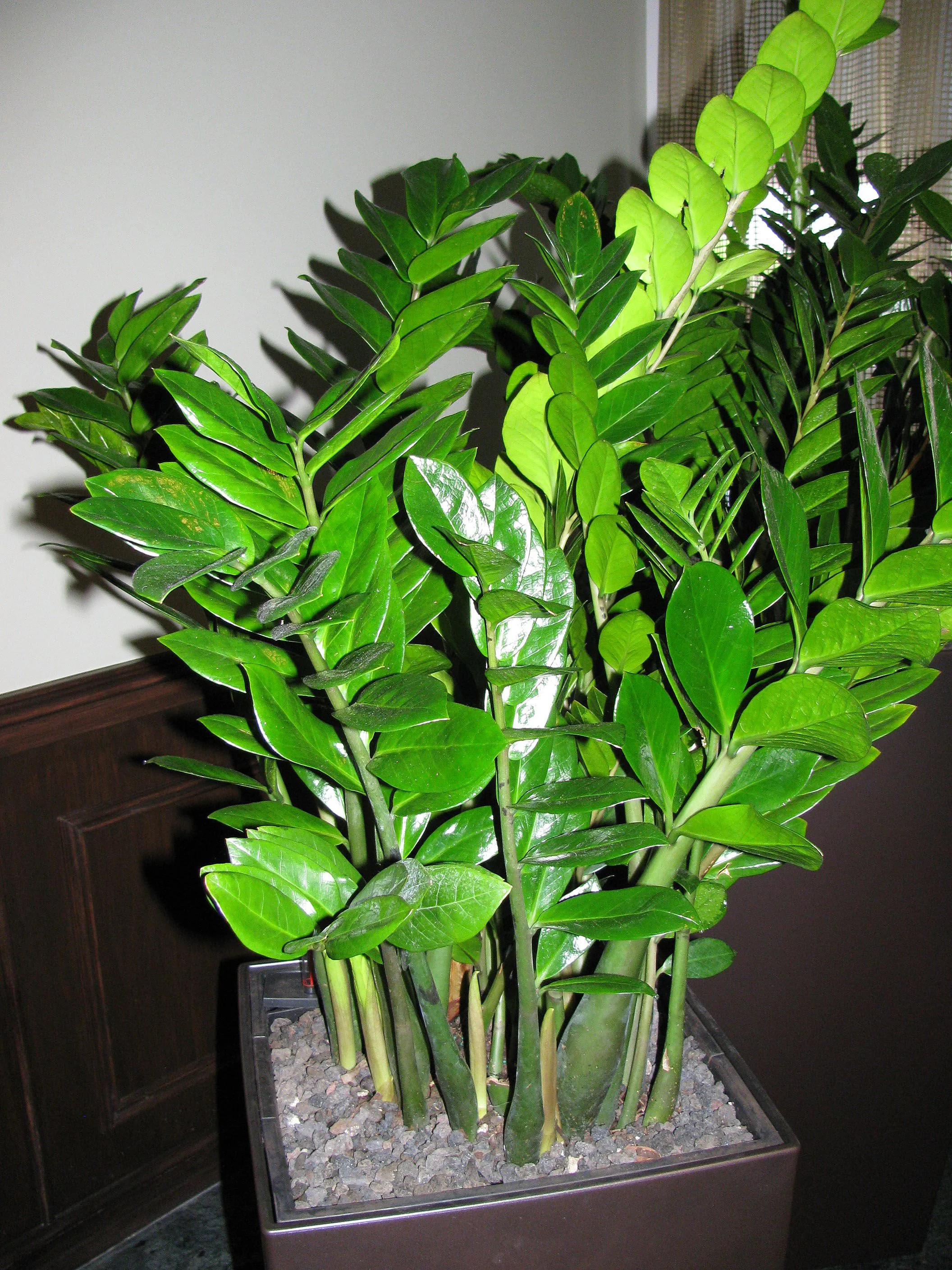 Zz Plant thumbnail 7