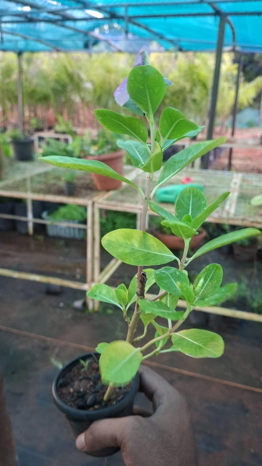 Vinca Rosea Periwinkle Catharanthus Roseus Nayan Tara. Multicolour Colour Flower Live Plant Thai Variety (pack Of 1). thumbnail 2